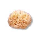 Medium Natural Sponge