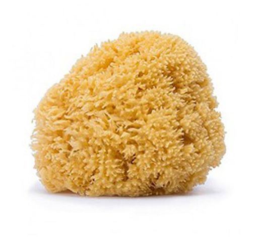 Natural Sponge Family