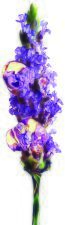 Bio Facial Lavender Firming Oil 30 ml
