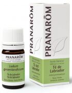 Labrador Tea Essential Oil 5 ml